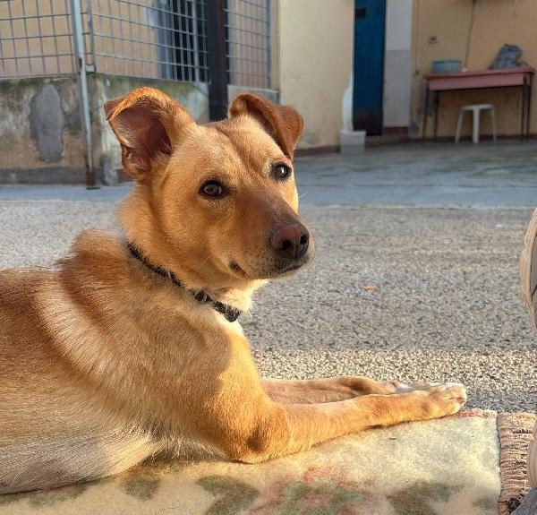 Gloria, Il Cane Che Porta Il Sole In Casa 