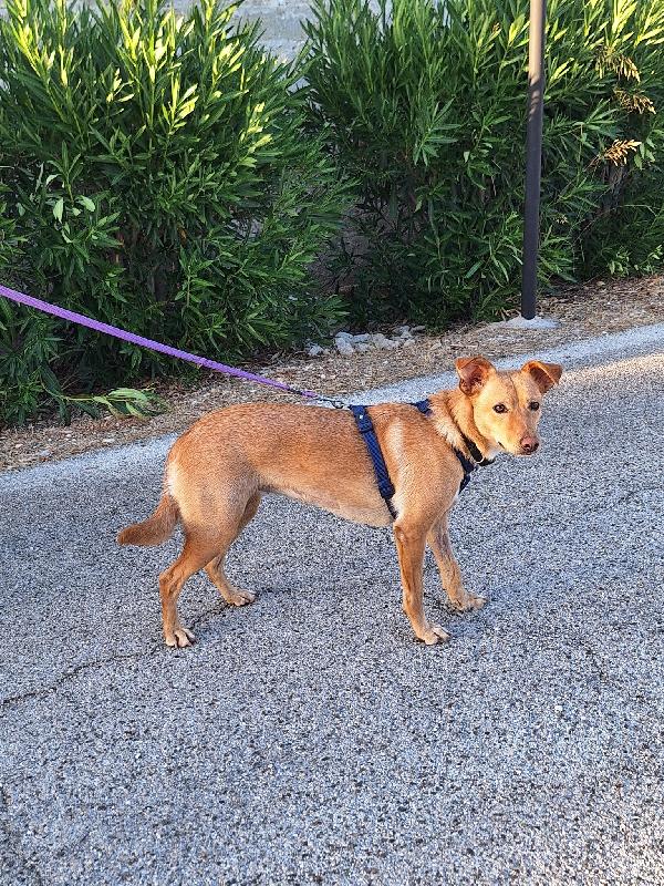 Gloria, il cane che porta il sole in casa  Foto 3