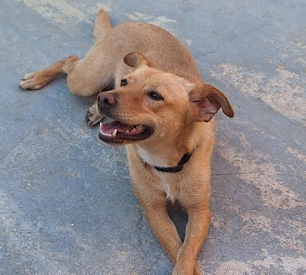 Gloria, il cane che porta il sole in casa  Foto 4