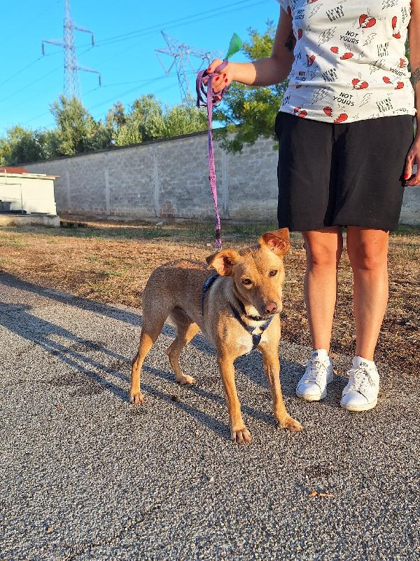 Gloria, il cane che porta il sole in casa  Foto 5