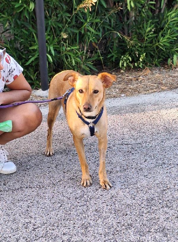 Gloria, il cane che porta il sole in casa  Foto 6