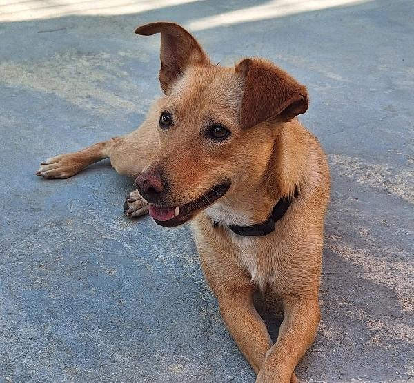 Gloria, il cane che porta il sole in casa  Foto 8