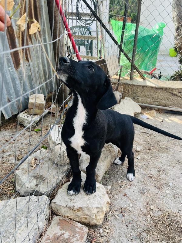 Pako e Charlie cercano casa  Foto 2