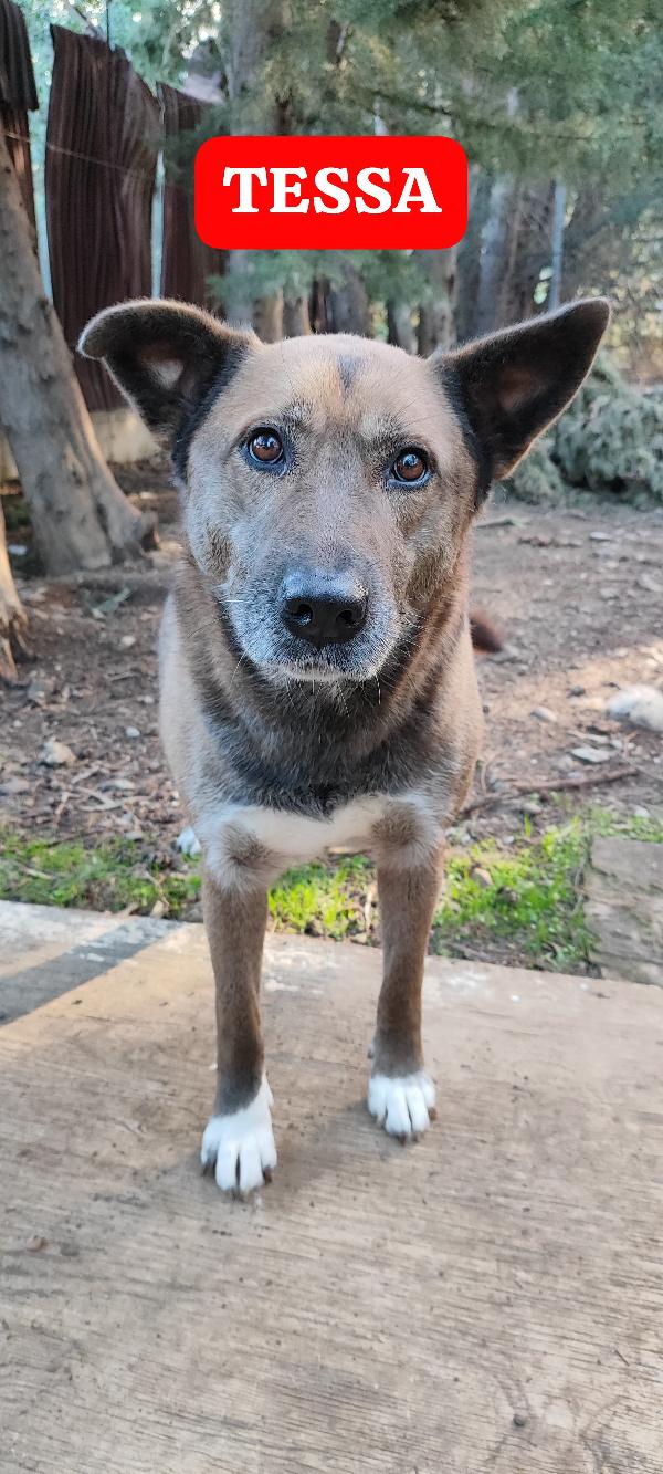 Tessa Una Dolcissima Cagnolona In Cerca Di Casa 