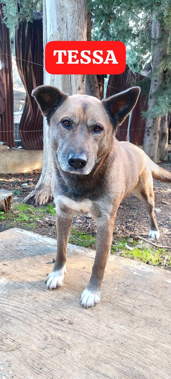 Tessa una dolcissima cagnolona in cerca di casa  Foto 2