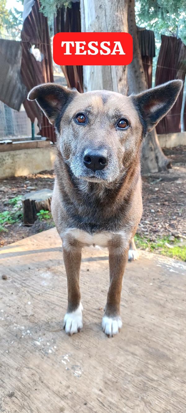 Tessa una dolcissima cagnolona in cerca di casa  Foto 3