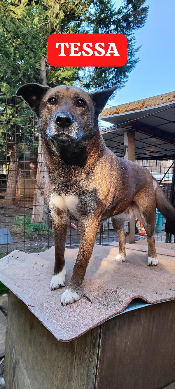 Tessa una dolcissima cagnolona in cerca di casa  Foto 5