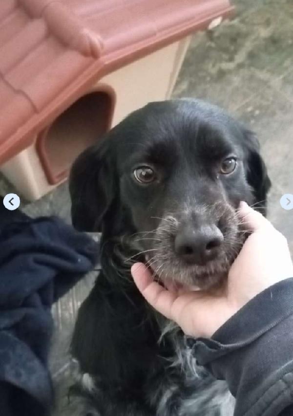 Breton 3Anni Kg10 In Box Da 2Anni.puglia