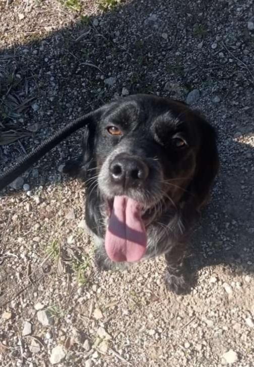 Breton 3anni kg10 in box da 2anni.PUGLIA Foto 2