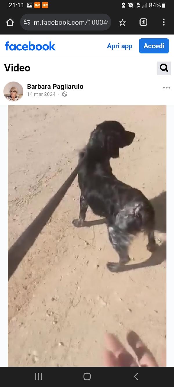 Breton 3anni kg10 in box da 2anni.PUGLIA Foto 3