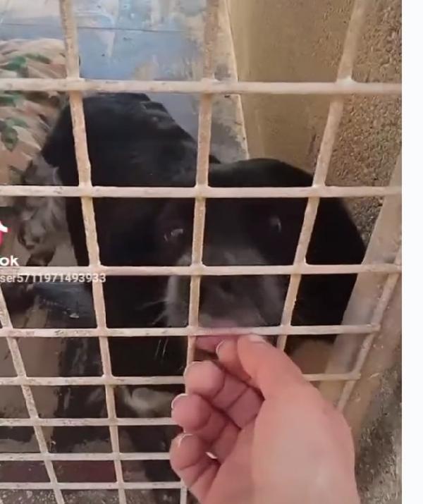 Breton 3anni kg10 in box da 2anni.PUGLIA Foto 6