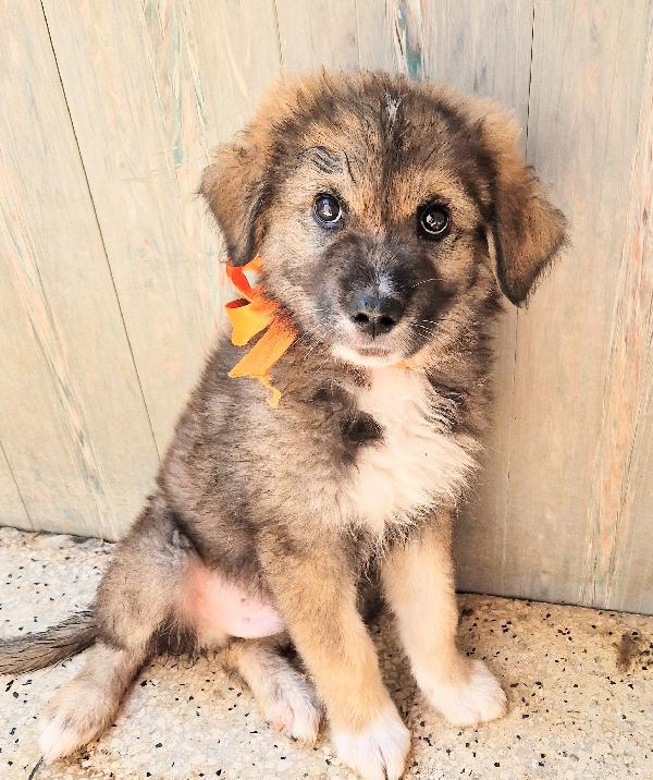 ALAN,IN CANILE,ADOTTABILE IN TUTTA ITALIA! Foto 4