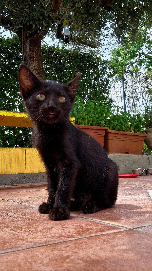 Lola