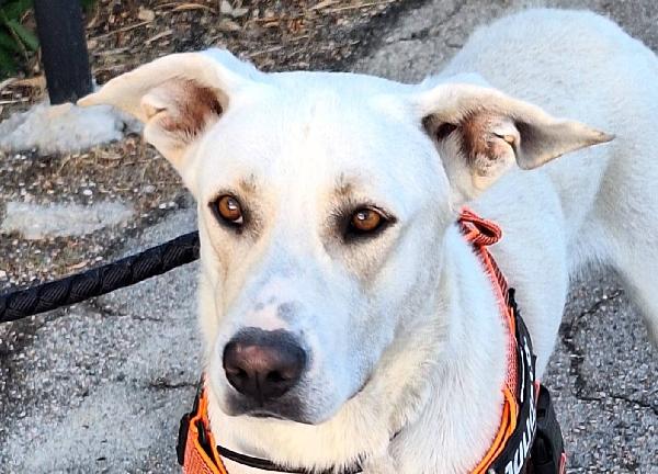 Argo, Un Cucciolone Dal Cuore D'oro 