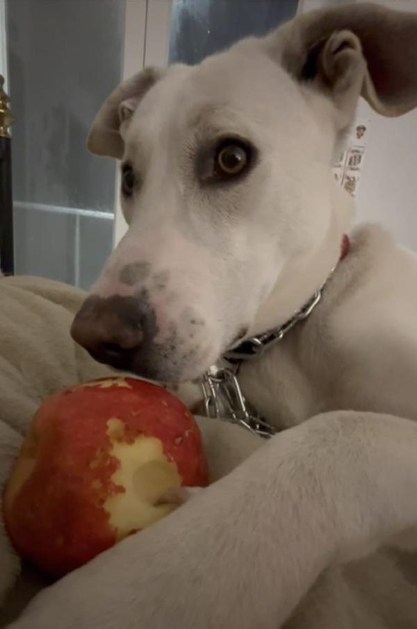 Argo, un cucciolone dal cuore d'oro  Foto 6