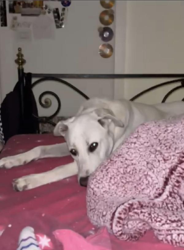 Argo, un cucciolone dal cuore d'oro  Foto 7