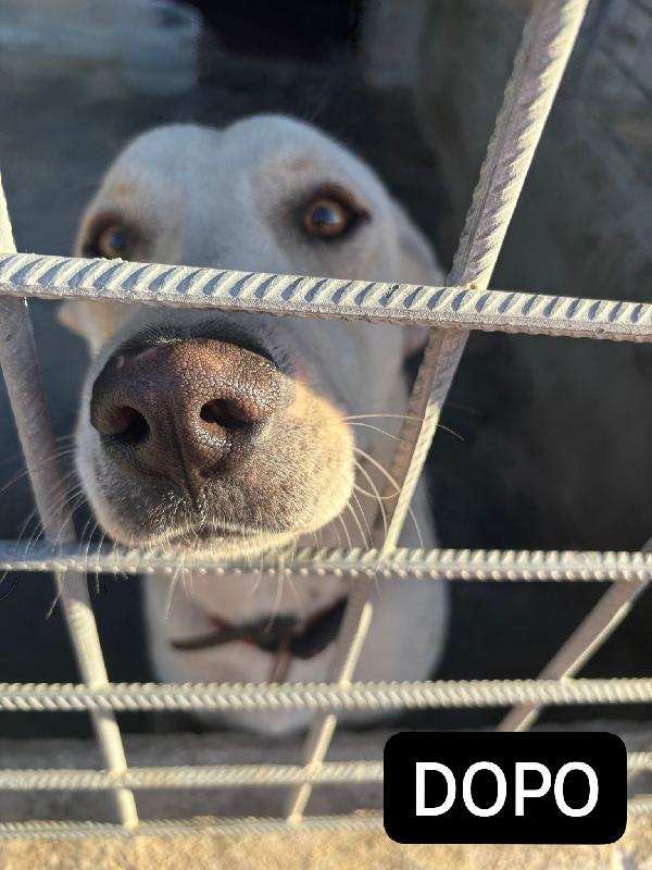 Argo, un cucciolone dal cuore d'oro  Foto 8