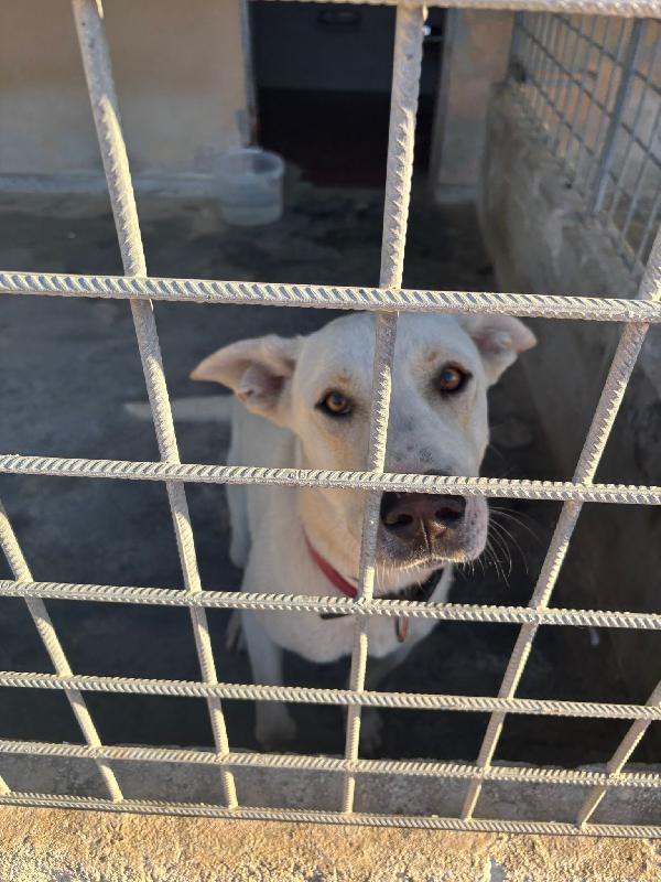 Argo, un cucciolone dal cuore d'oro  Foto 9