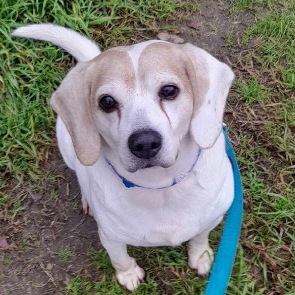 Baloo Beagle Adozione Del Cuore