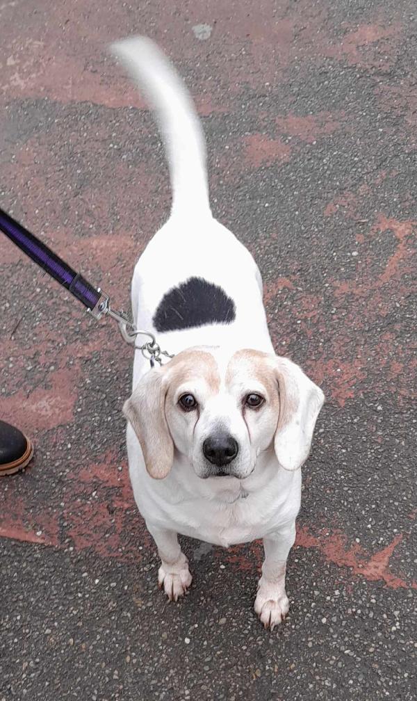 BALOO BEAGLE ADOZIONE DEL CUORE Foto 6