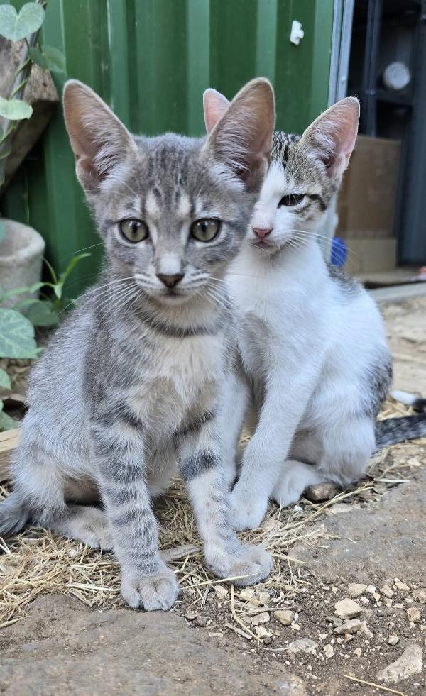 Dunia E Giselle
