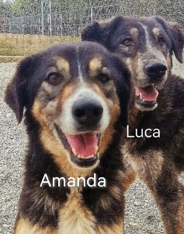 Amanda splendida pelosetta cerca casa  Foto 2