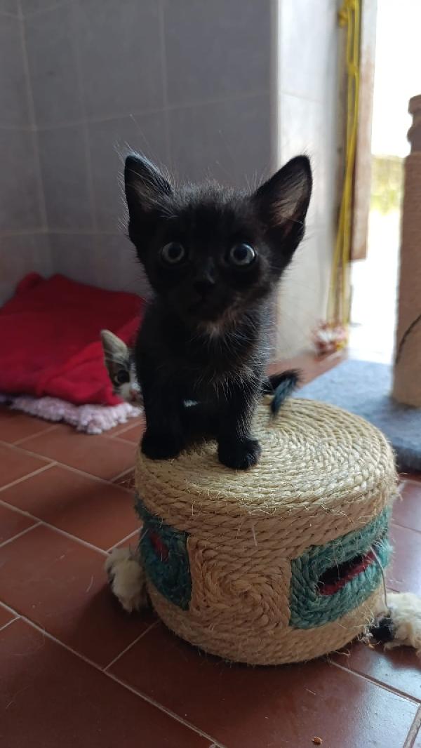 Piccolo Sid  Foto 3