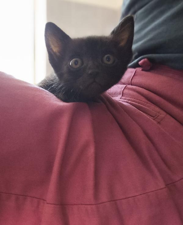 Piccolo Sid  Foto 4