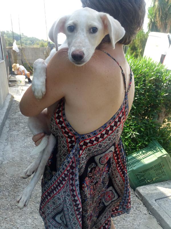 Benna dolce cucciola timida cerca casa per sempre  Foto 6