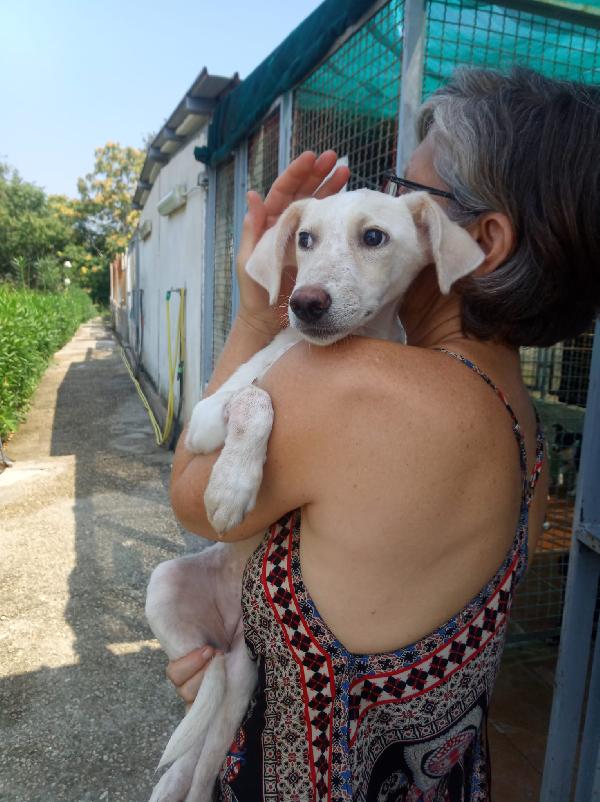 Benna dolce cucciola timida cerca casa per sempre  Foto 7