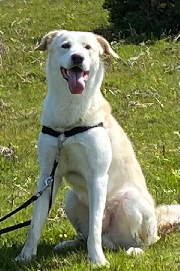 Berni- Ha Bisogno Di Te !!! Urgente Adozione 🆘 💔🐕