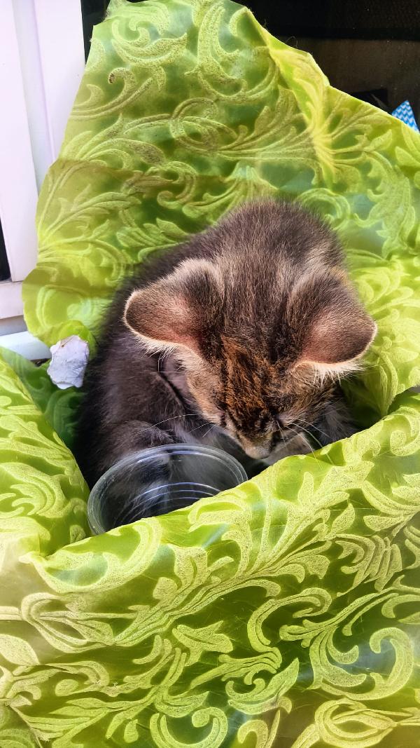 Fiocco  cerca casa splendida dolce gattino adozione del cuore ♥️ ♥️ ♥️ ♥️🚨#urgente 🚨 Foto 2