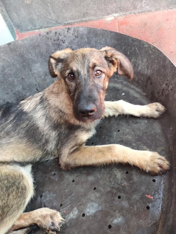 Elsa - Splendida Cucciola Simil Pastore Cerca Casa 