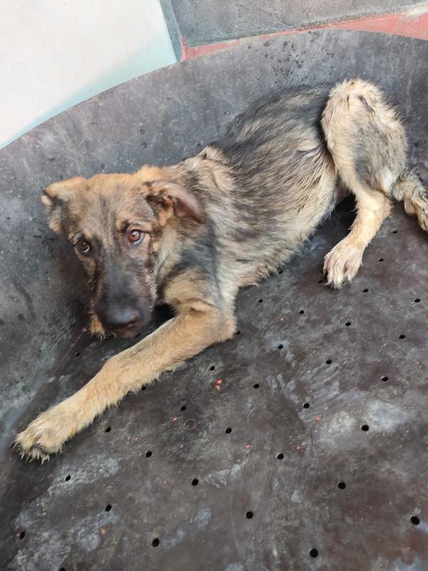 Elsa - splendida cucciola simil pastore cerca casa  Foto 2