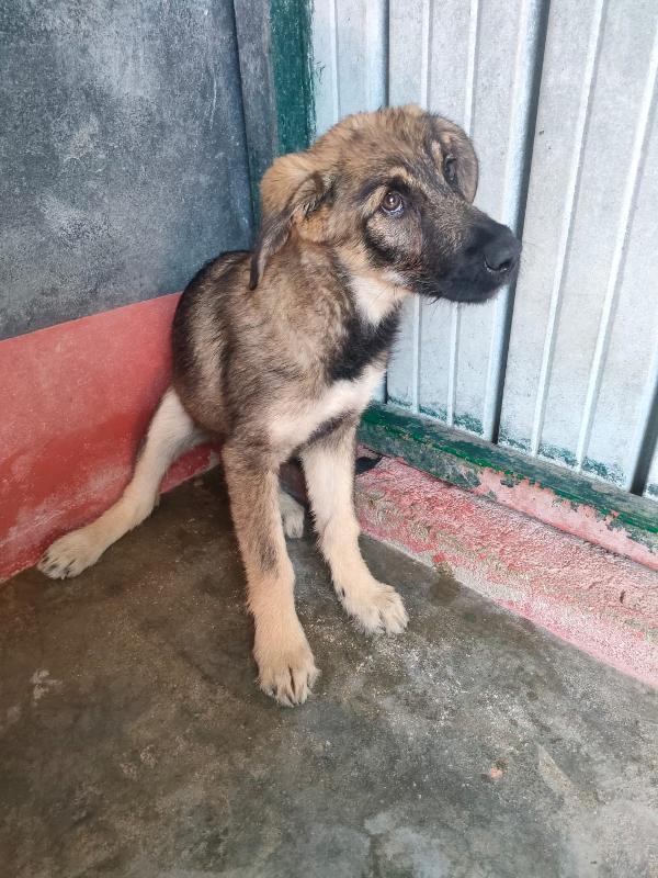 Elsa - splendida cucciola simil pastore cerca casa  Foto 3