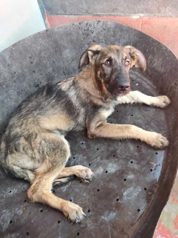 Elsa - splendida cucciola simil pastore cerca casa  Foto 4