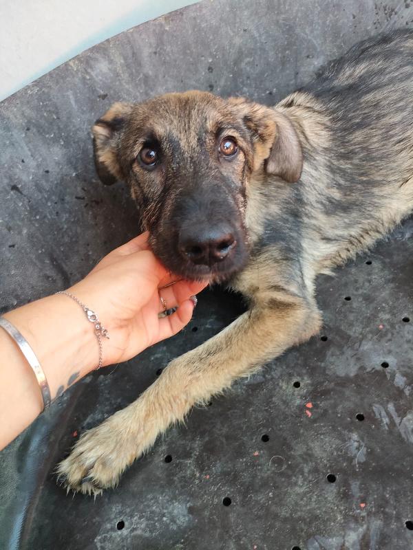 Elsa - splendida cucciola simil pastore cerca casa  Foto 5