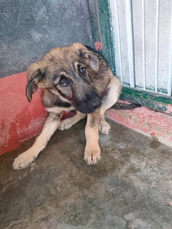 Elsa - splendida cucciola simil pastore cerca casa  Foto 6