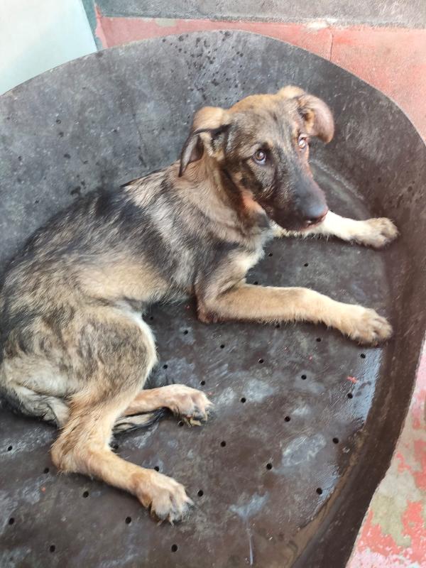 Elsa - splendida cucciola simil pastore cerca casa  Foto 9