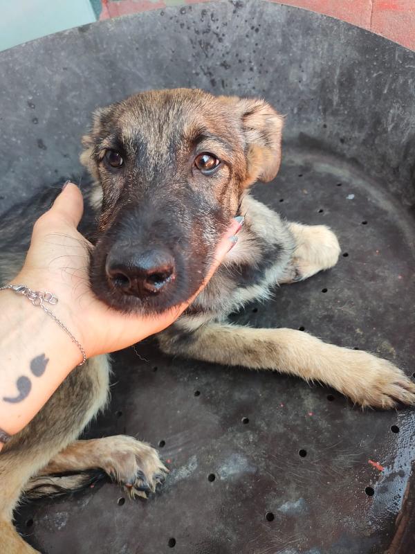 Elsa - splendida cucciola simil pastore cerca casa  Foto 10