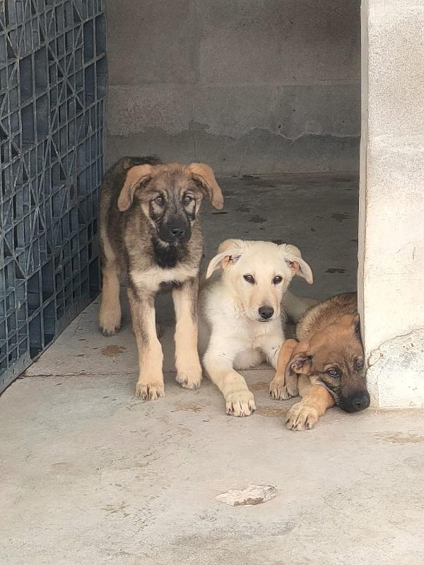 Elsa - splendida cucciola simil pastore cerca casa  Foto 11
