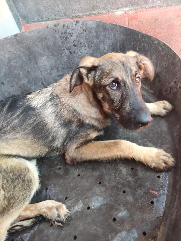 Elsa - splendida cucciola simil pastore cerca casa  Foto 12