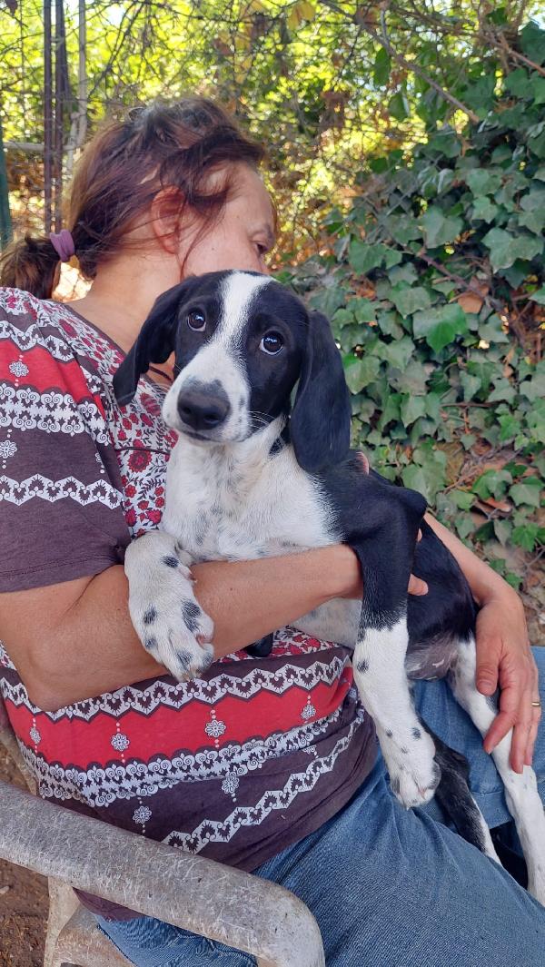 Rafa, Cucciola 4 Mesi Tg Medio Grande 