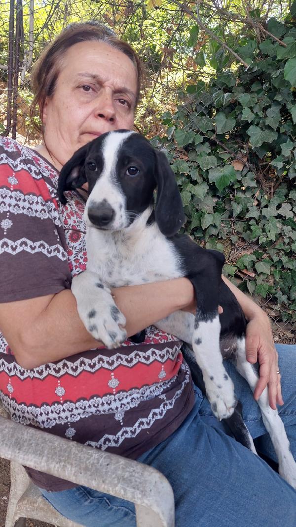 Rafa, cucciola 4 mesi tg medio grande  Foto 2