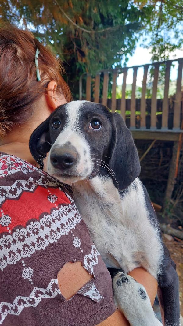 Rafa, cucciola 4 mesi tg medio grande  Foto 4