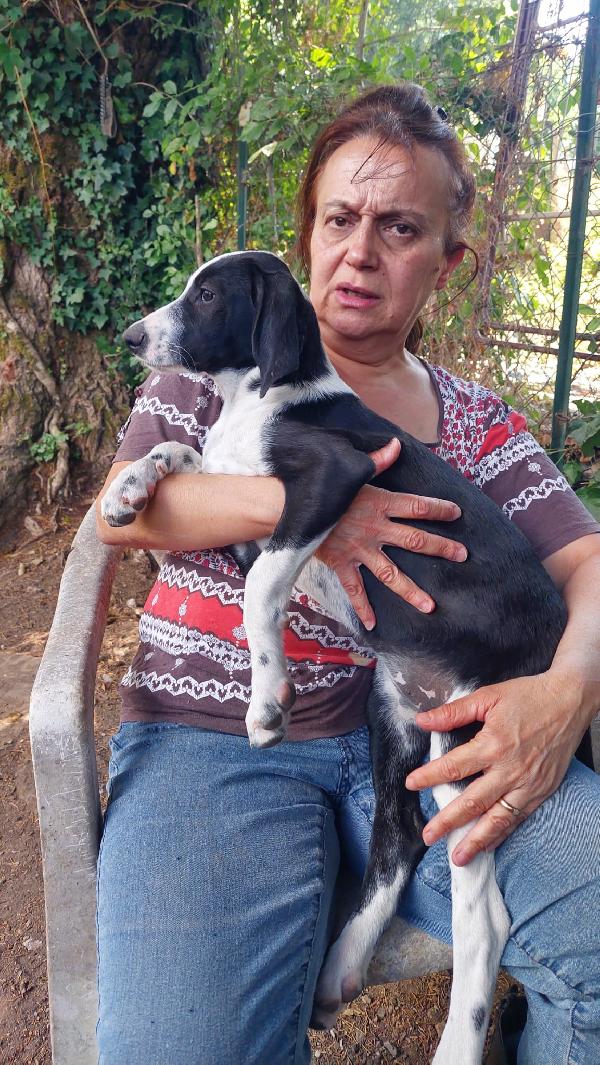 Rafa, cucciola 4 mesi tg medio grande  Foto 5