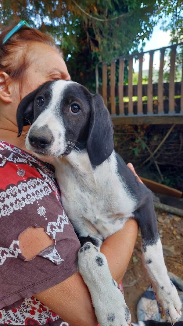 Rafa, cucciola 4 mesi tg medio grande  Foto 6