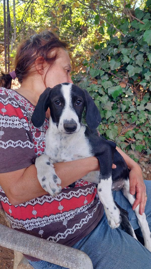 Rafa, cucciola 4 mesi tg medio grande  Foto 7