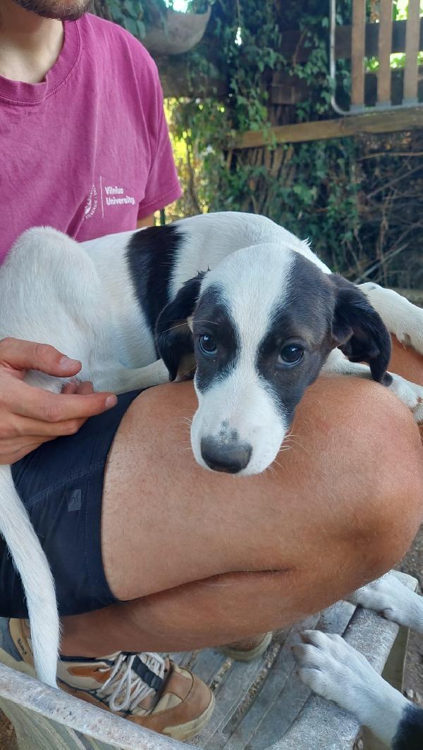 Lobotka, cucciola 4 mesi  Foto 3