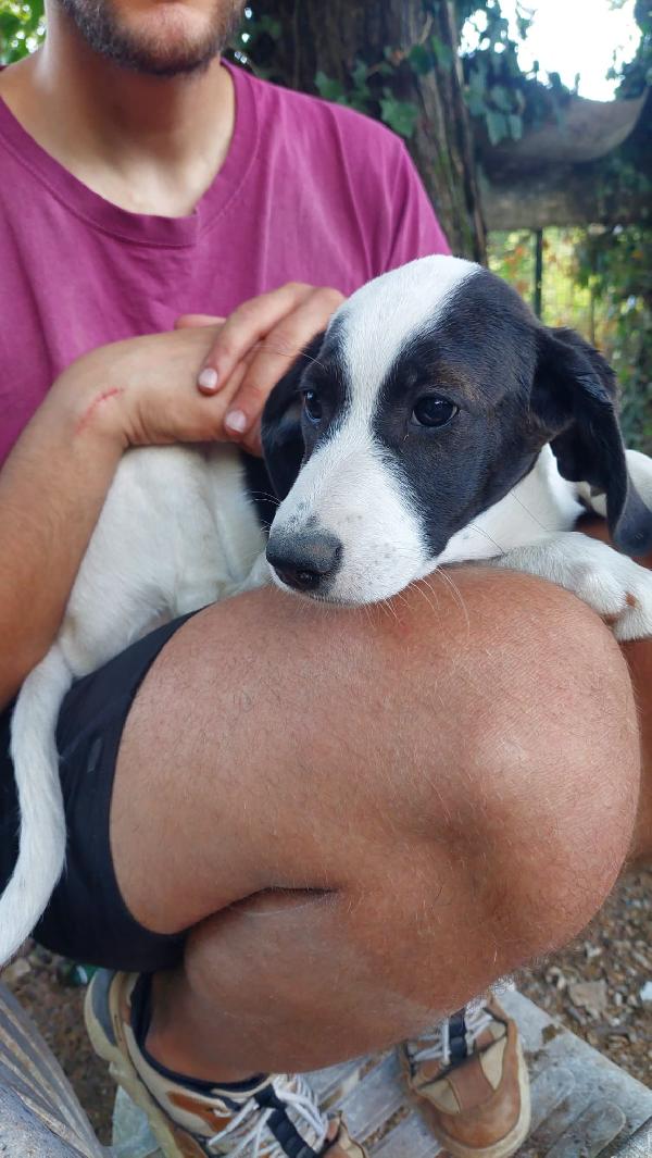 Lobotka, cucciola 4 mesi  Foto 4